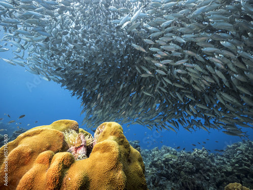 Unterwasser - Riff - Korallenriff - Fischschwarm - Schwamm - Taucher - Tauchen - Curacao - Karibik