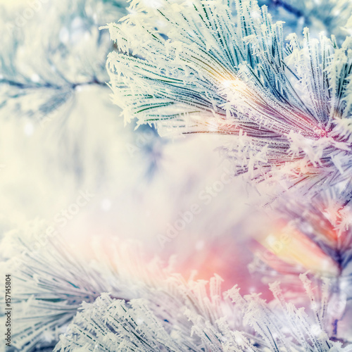 Frozen Branches of cedars or fir on winter day snow background