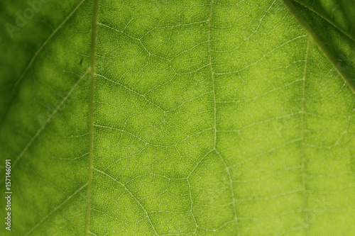 leafe