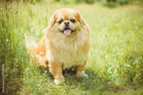A dog is a human best friend. Pekingese light red color resting in the field in the grass and flowers enjoying of rays of the warm sun © T.Den_Team