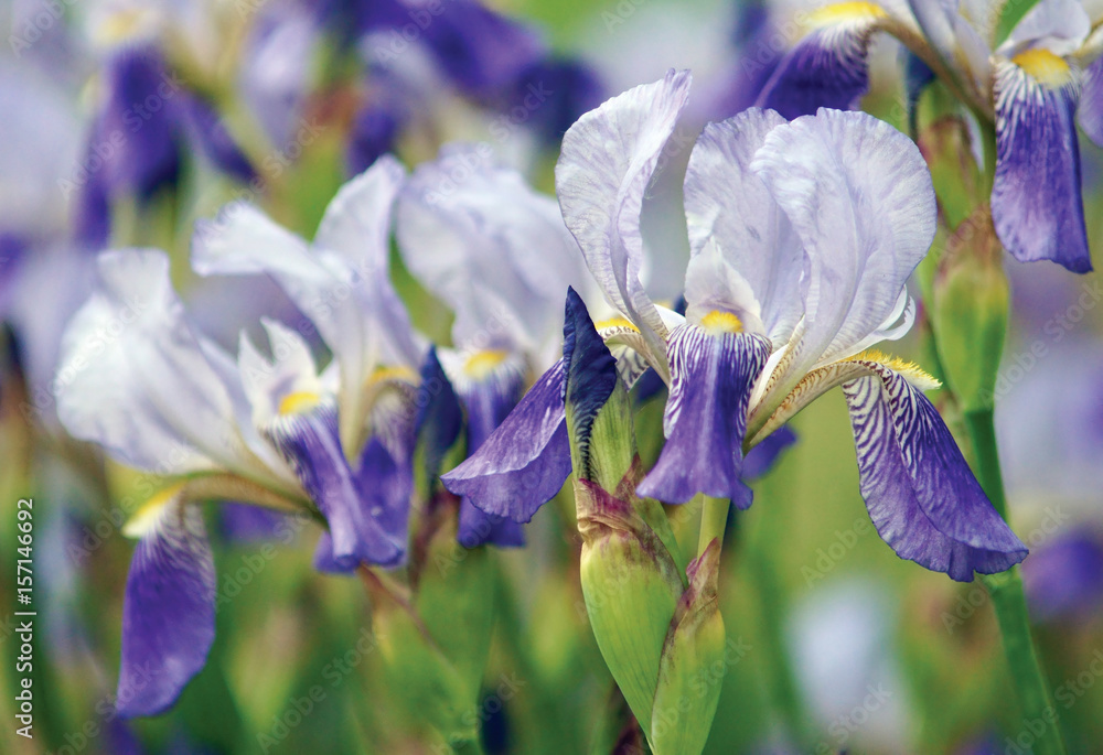 Blue iris flowers in the garden. Beautiful flowers of iris.