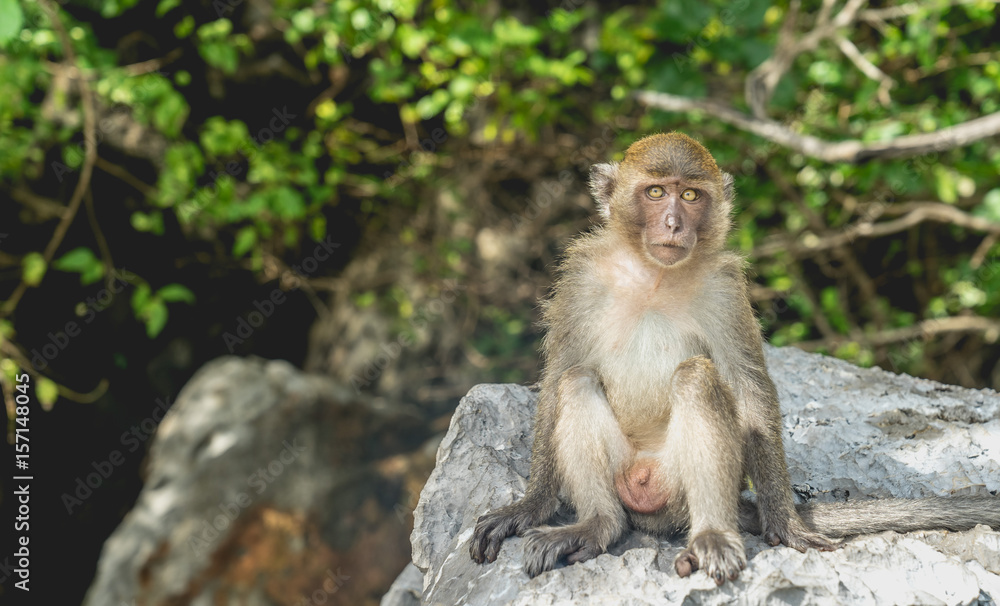 baby monkey, family in monkey beach Thailand baby monkey, family in monkey beach Thailand