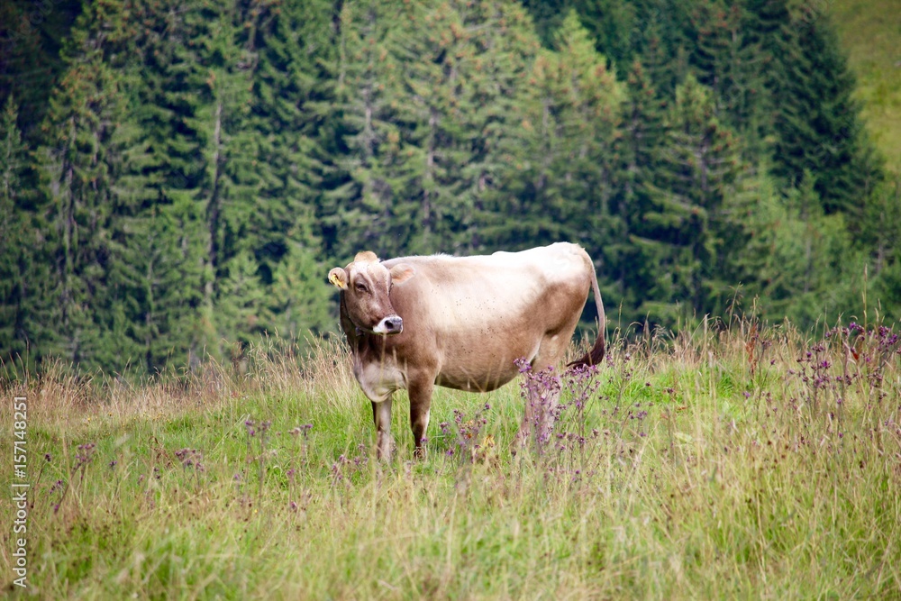 Naklejka premium Swiss cow 