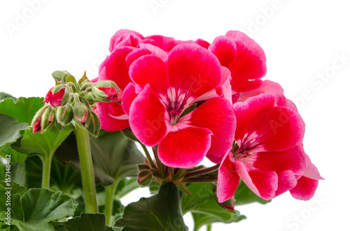 Fototapeta Naklejka Na Ścianę i Meble -  Geranie