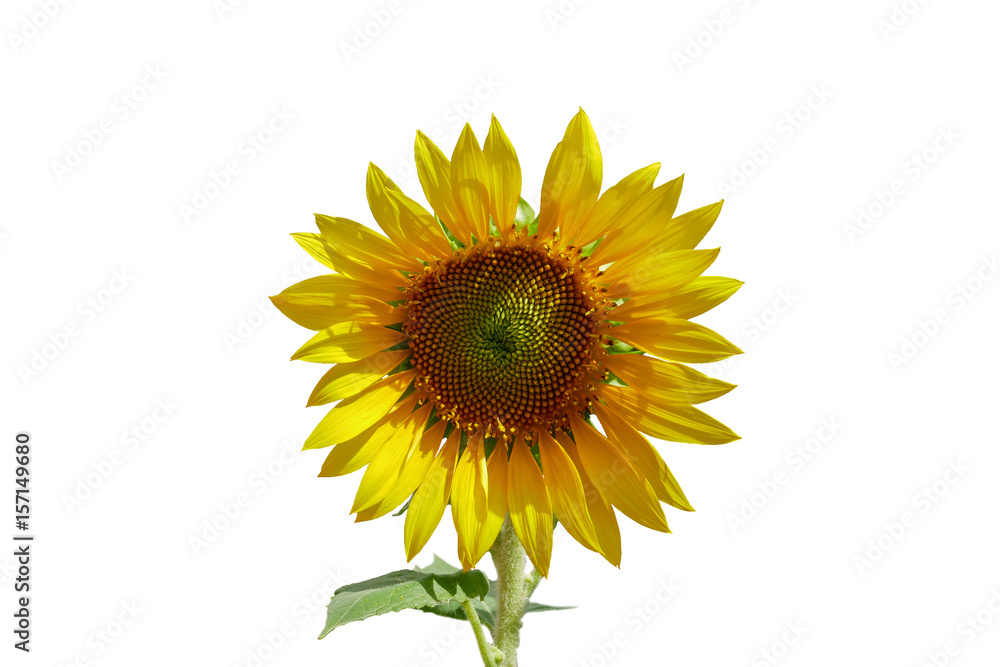 Obraz premium Beautiful sunflower as isolated background