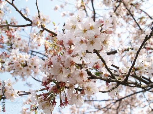 Japan Sakura in Spring © Makoto