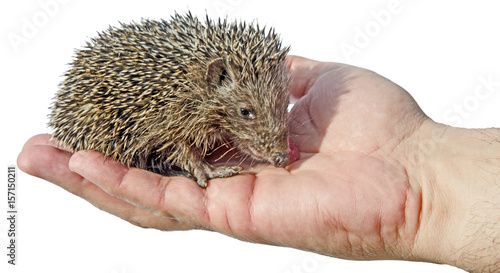 pet  desert hedgehog (Paraechinus aethiopicus) photo