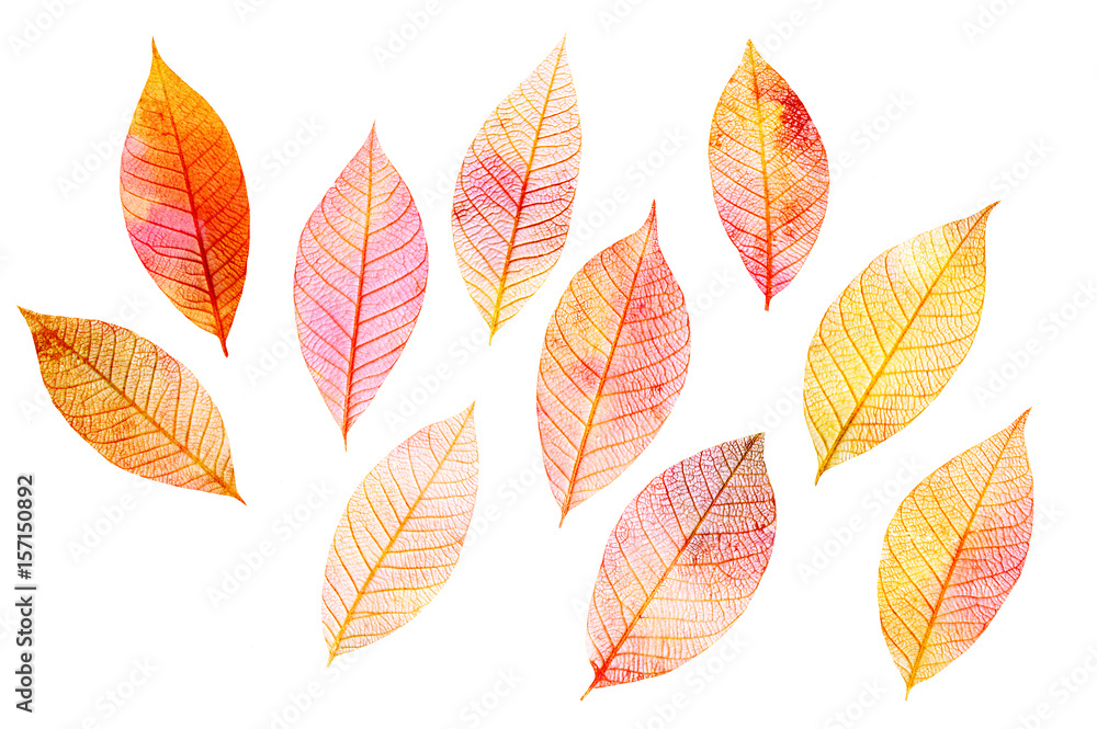 Set of golden toned skeleton leaves on white background Set of golden toned skeleton leaves on white background