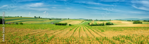 Panorama of Alsace rolling landscape with lines of sprouts. France