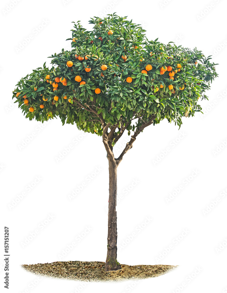 Tangerine tree on white background