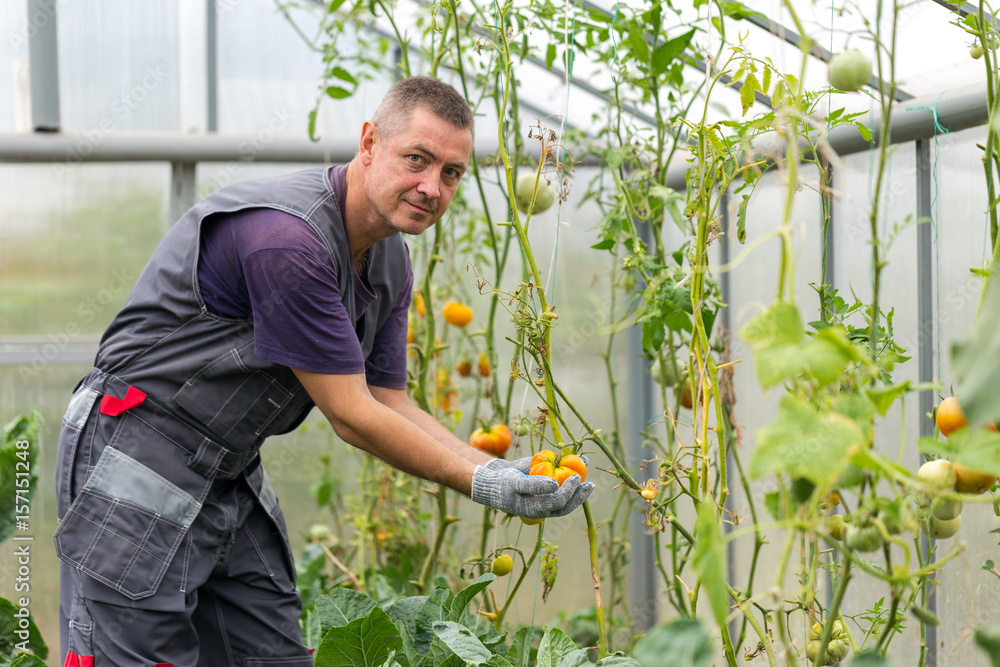 Farmer harvesting tomatoes in a greenhouse Farmer harvesting tomatoes in a greenhouse