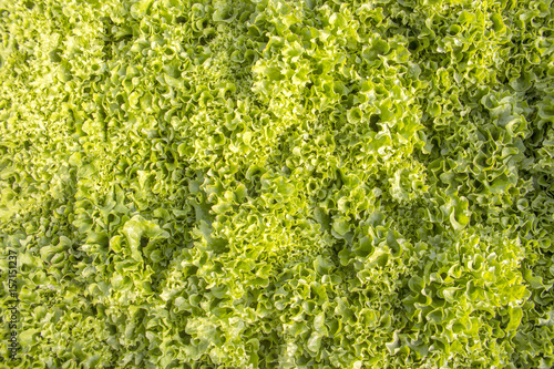 Closeup of green lettuce plants on farm