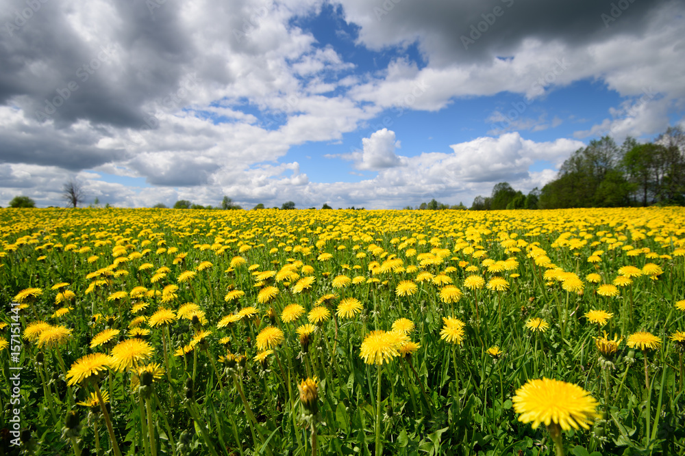 Field with yellow dandelions. European part of Russia.
