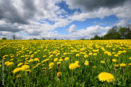 Field with yellow dandelions. European part of Russia.