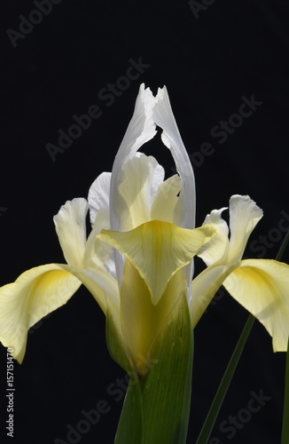 Fototapeta Naklejka Na Ścianę i Meble -  Iris