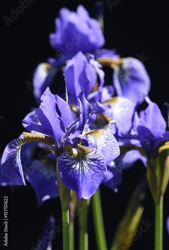 Fototapeta Naklejka Na Ścianę i Meble -  Iris