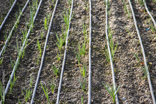 Seedlings of onions in a greenhouse