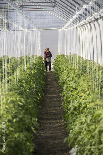 Workers in greenhouse