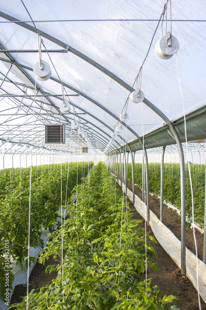 Growing tomato on an industrial scale,in the greenhouse. Growing tomato on an industrial scale,in the greenhouse.
