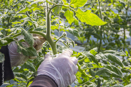 worker working with tomato plant in greenhouse photo