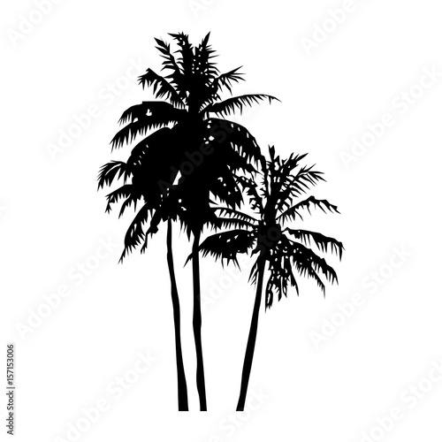 silhouette of realistic three coconut trees  palm trees illustration  vector summer sign