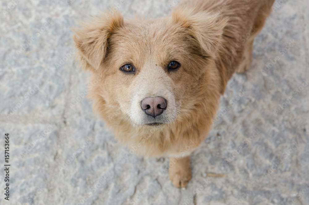 Close up dog