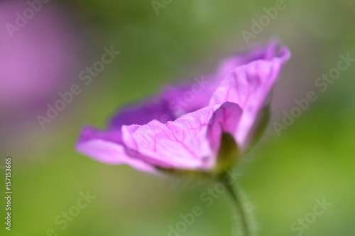 Fototapeta Naklejka Na Ścianę i Meble -  géranium des bois