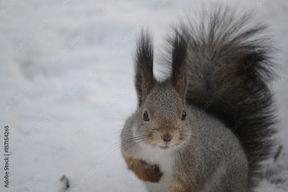 squirrel squirrel