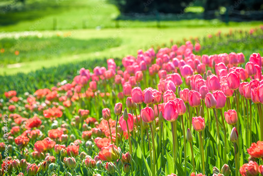 Springtime with beautiful colored tulip fields in the Netherlands, Holland