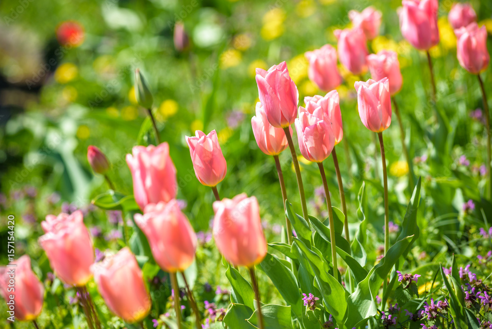 Field with pink tulips in early morning spring sunlight Field with pink tulips in early morning spring sunlight