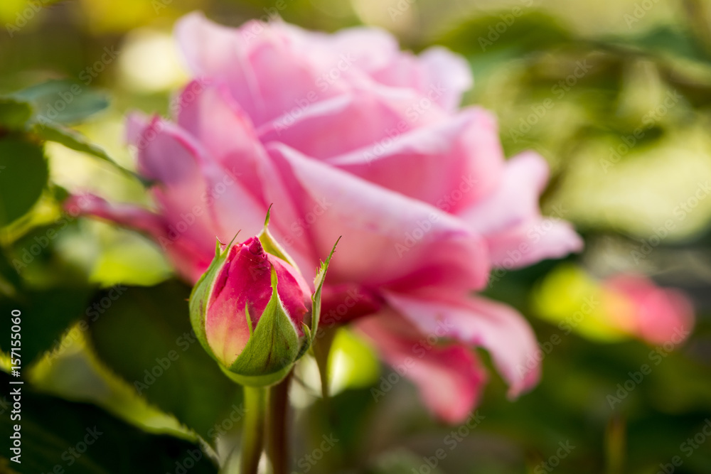 Spring Blooms Spring Blooms
