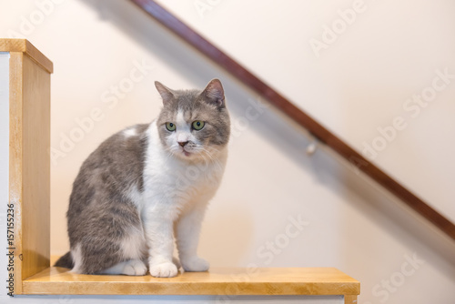 Fototapeta Naklejka Na Ścianę i Meble -  cat sitting on wooden floor