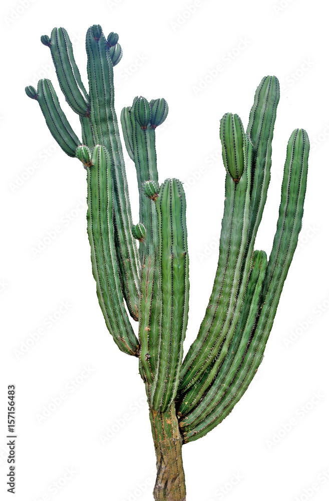 close up of cactus isolated on white background close up of cactus isolated on white background