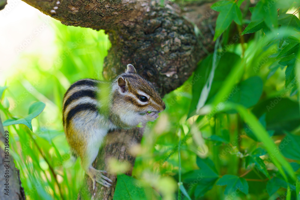 Fototapeta premium りす物語