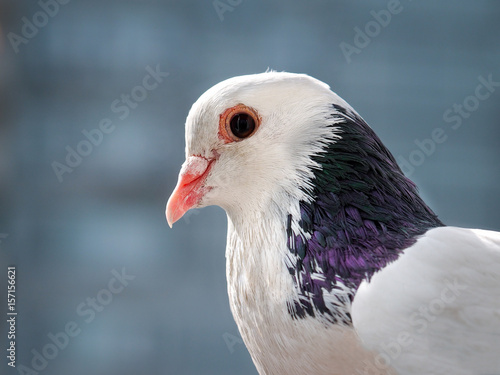 Portrait of a beautiful white dove with grey feathers © kozorog