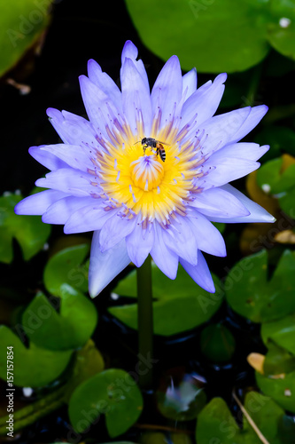 bee with lotus