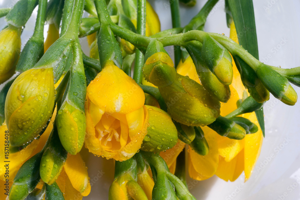 yellow freesia flowers