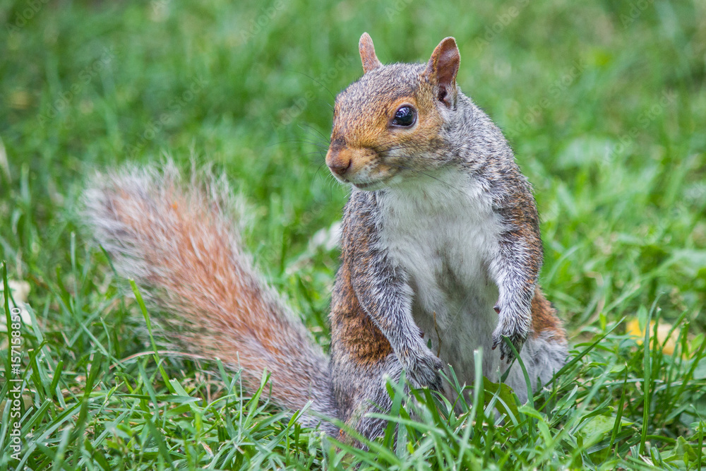 stehendes Grauhörnchen (Sciurus carolinensis) grey squirrel stehendes Grauhörnchen (Sciurus carolinensis) grey squirrel