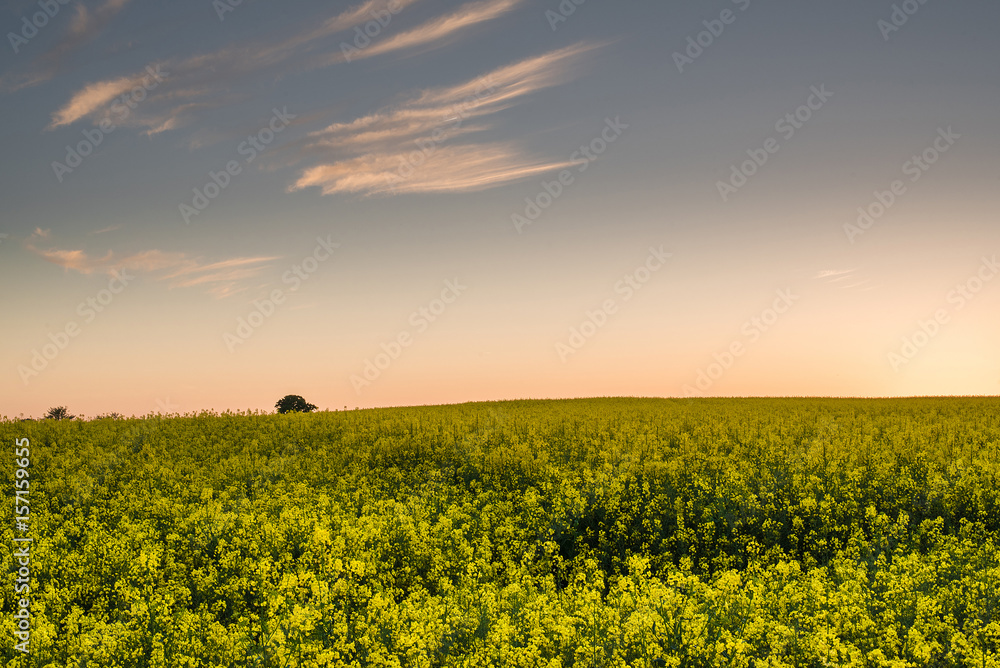 lush yellow rapeseed canola field under beautiful clear sky with orange glowing horizon right after sunset