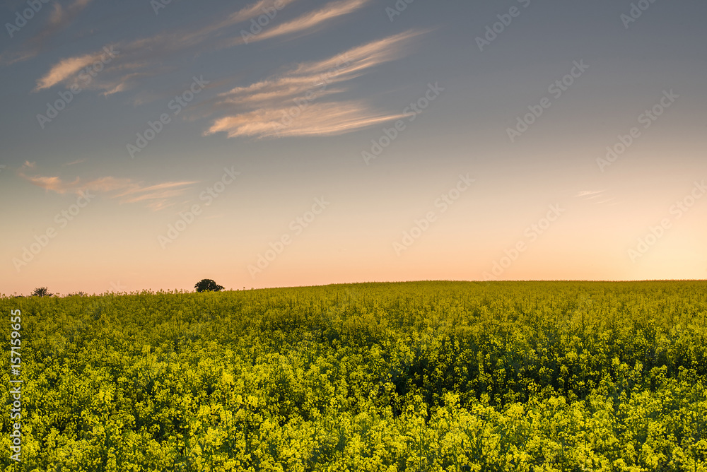 Fototapeta premium lush yellow rapeseed canola field under beautiful clear sky with orange glowing horizon right after sunset