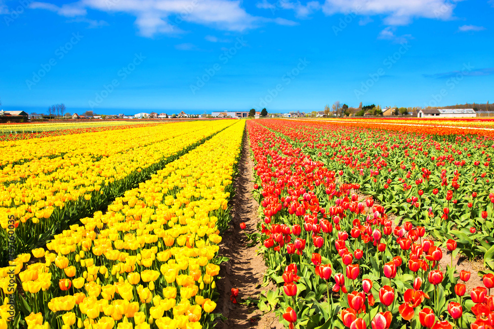 Spring red and yellow flowers tulips field. Spring red and yellow flowers tulips field.