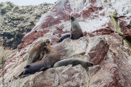 South American Sea lions relaxing on the rocks of the Ballestas Islands in the Paracas National park, Peru.