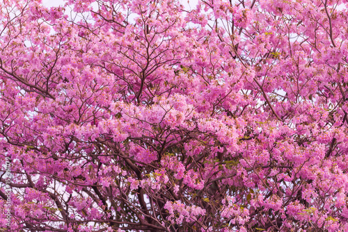 Fototapeta Naklejka Na Ścianę i Meble -  Tabebuia rosea pink flowers in Thailand