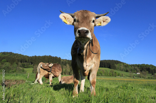 Wallpaper Mural Kühe auf der Wiese Torontodigital.ca