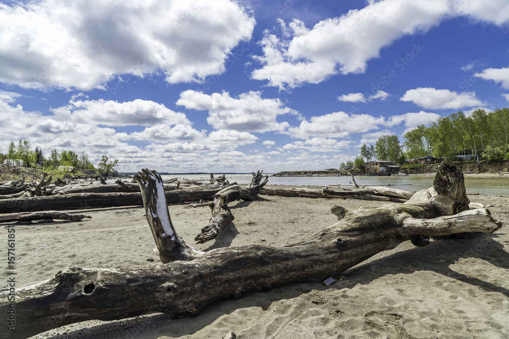Spring landscape. River bank. Scattered snags of old trees. Spring landscape. River bank. Scattered snags of old trees.