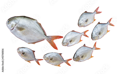 Gold Pomfret fish family in the queue isolated on white