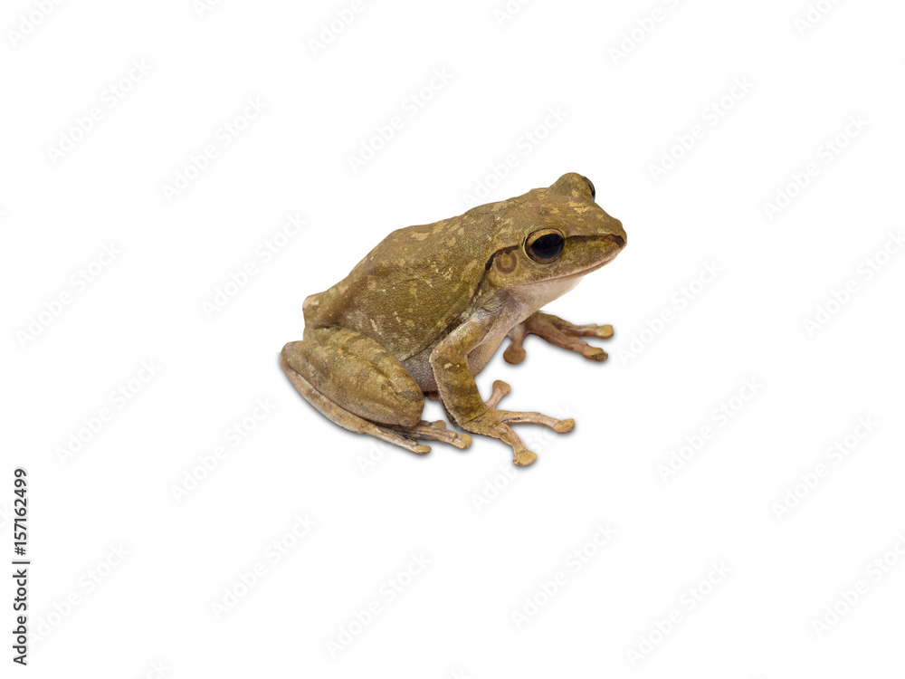 Golden Tree Frog isolated on white background. clipping path. Golden Tree Frog isolated on white background. clipping path.