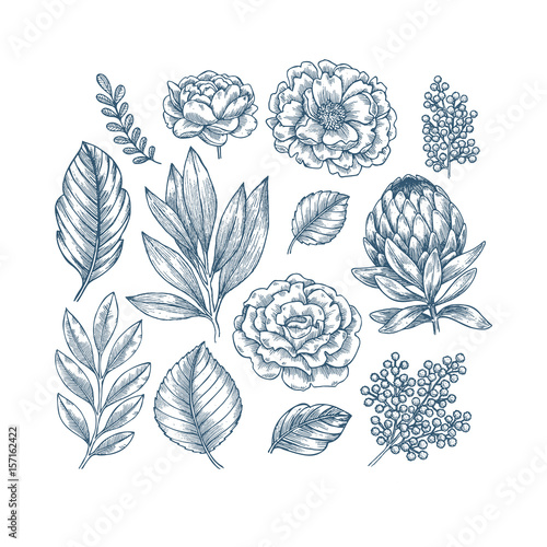 Hand drawn plant and flower collection. Vintage engraved flower set.
