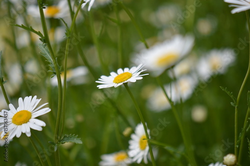 marguerite