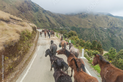 Herd of horses on a mountain road near Leimebamba, Peru photo